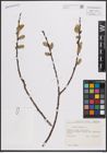 Foto von Salix cinerea L.